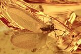 Detailed Fossil Spider and Scale Insect in Baltic Amber #273189-1